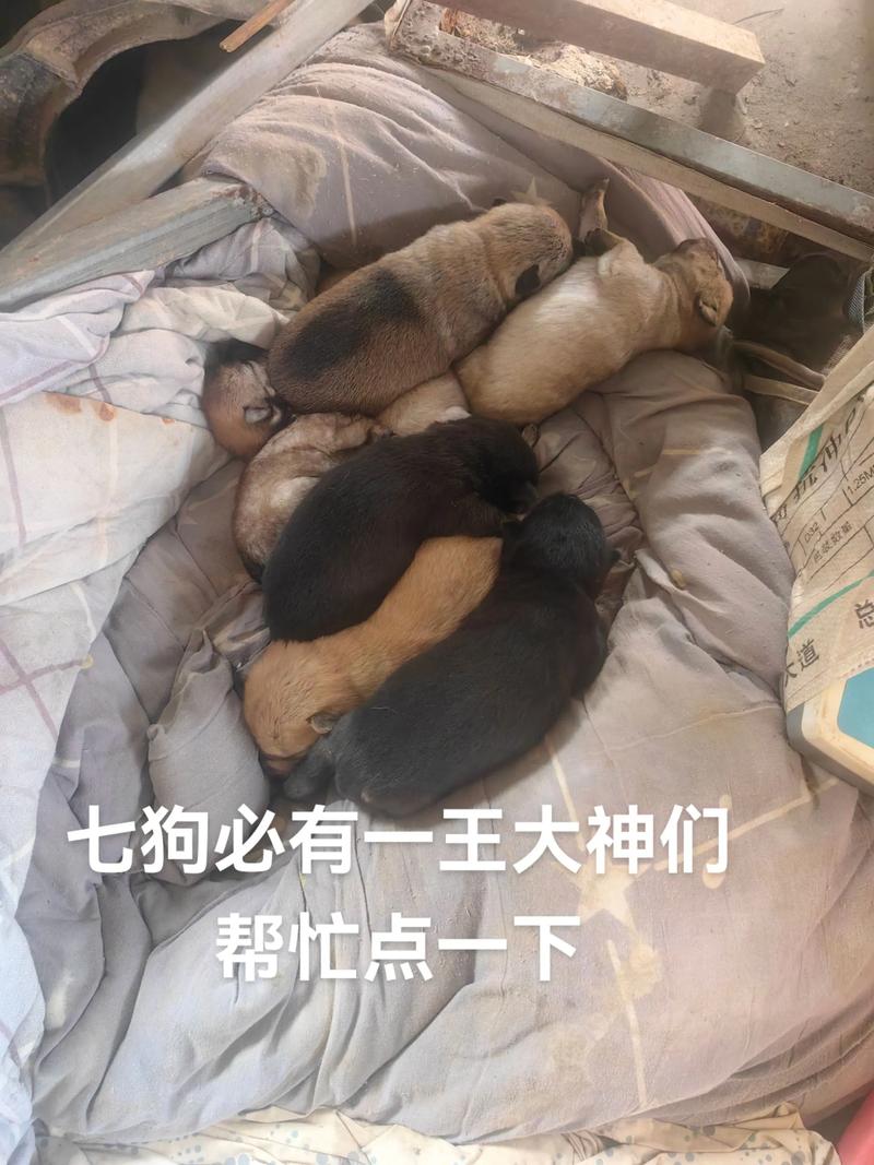 眼神体态细节观察(一窝七只狗怎么选狗王) 眼神体态细节观察(一窝七只狗怎么选狗王)