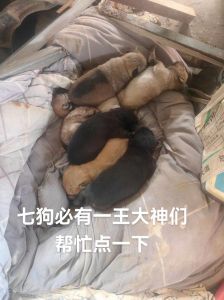 眼神体态细节观察（一窝七只狗怎么选狗王）