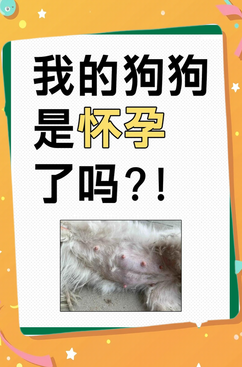 母犬怀孕看肚子食欲体重,B超更准,需调饮食看兽医(怎么看小狗是否怀孕) 母犬怀孕看肚子食欲体重,B超更准,需调饮食看兽医(怎么看小狗是否怀孕)