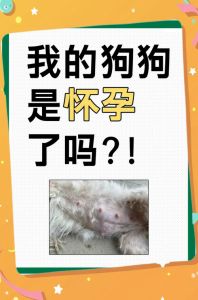 母犬怀孕看肚子食欲体重，B超更准，需调饮食看兽医（怎么看小狗是否怀孕）