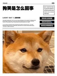 人与狗，需要空间和尊重（女主人说小狗不愿意了）