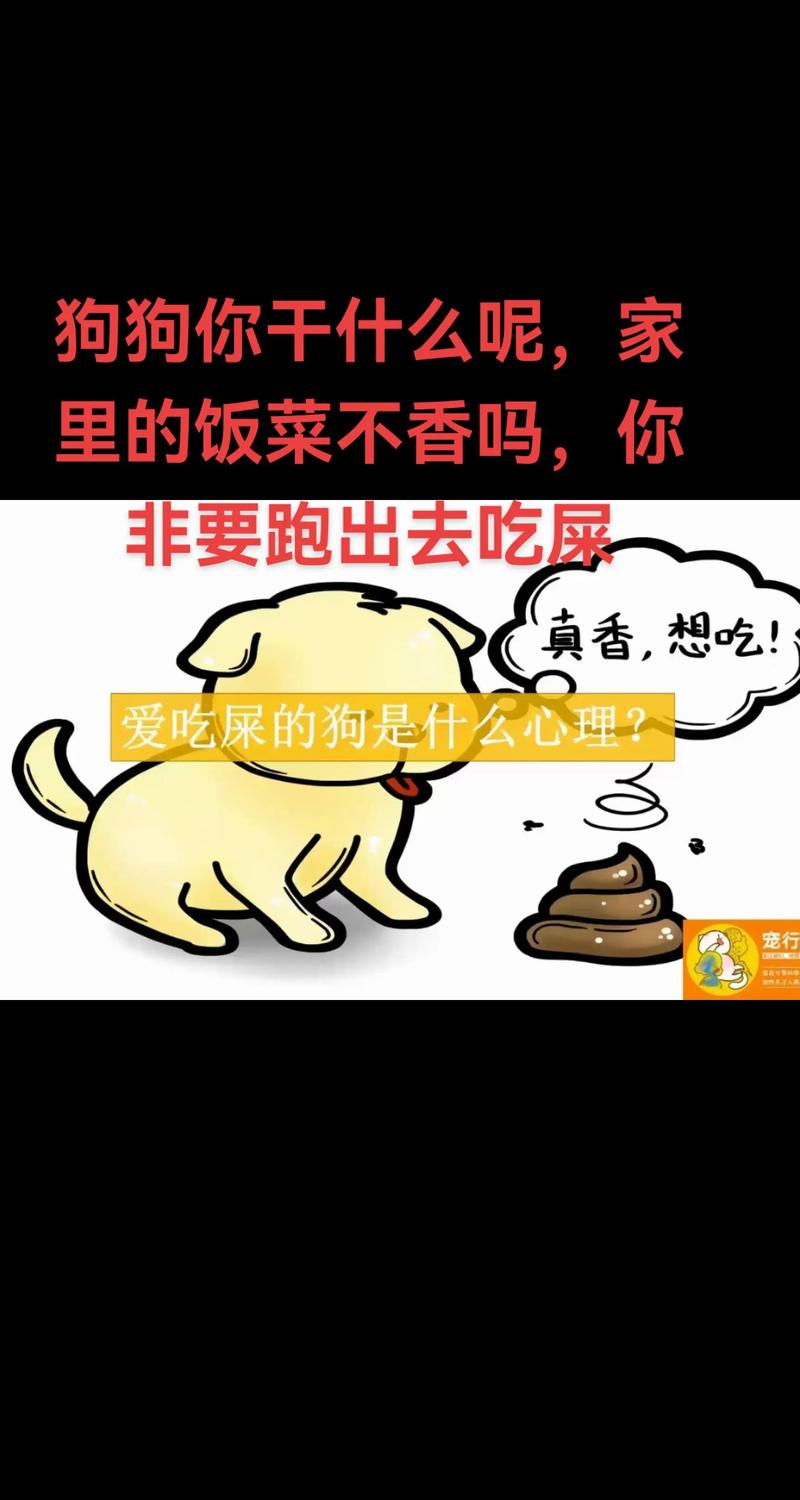 狗狗眼神耳朵尾巴表达心情(你在干什么用狗语) 狗狗眼神耳朵尾巴表达心情(你在干什么用狗语)