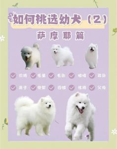 选对小狗！空间陪伴要匹配，健康性格要适合，十年不变的承诺（怎么挑选小狗）