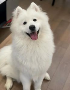 狗狗忠诚护家，是人类最好的朋友（你知道为什么小狗是人类的最好朋友吗）