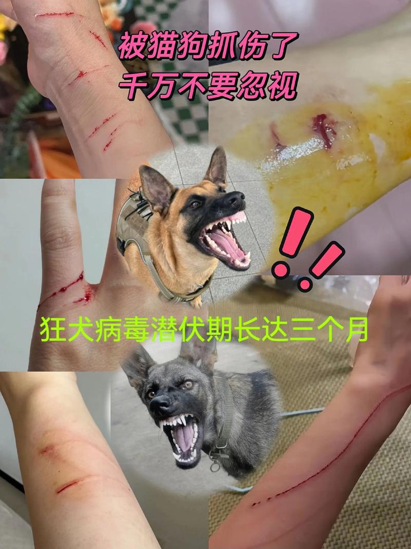 自家狗抓伤别慌,注意观察及时处理(自己家养的小狗抓伤没事吧) 自家狗抓伤别慌,注意观察及时处理(自己家养的小狗抓伤没事吧)