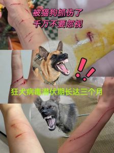 自家狗抓伤别慌，注意观察及时处理（自己家养的小狗抓伤没事吧）