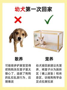 幼犬到家第一周护理指南（刚到家的小狗怎么养）