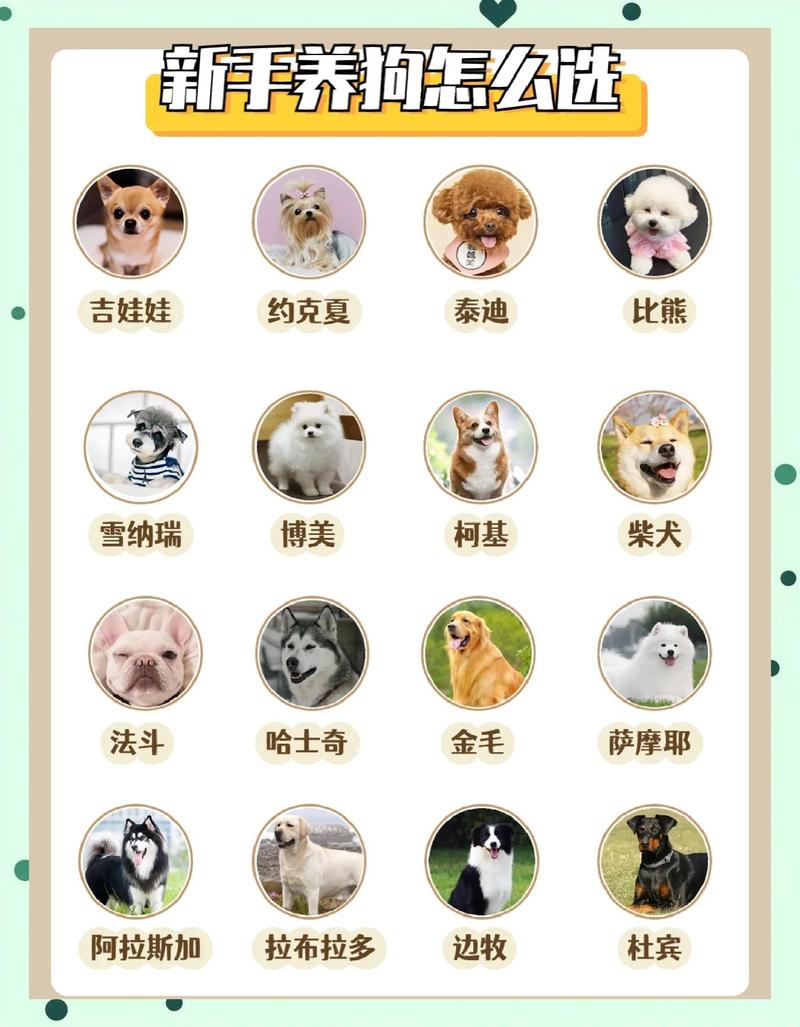 看家狗选对品种很重要(如何选看家狗) 看家狗选对品种很重要(如何选看家狗)