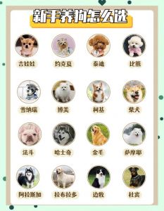 选对小狗看性格健康血统（如何选一只好的小狗）