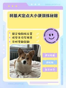 零食玩具起兴，指令引导成功！（如何训练宠物狗追踪）