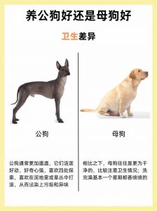 狗是宠物还是家畜？（狗属于家禽宠物吗）