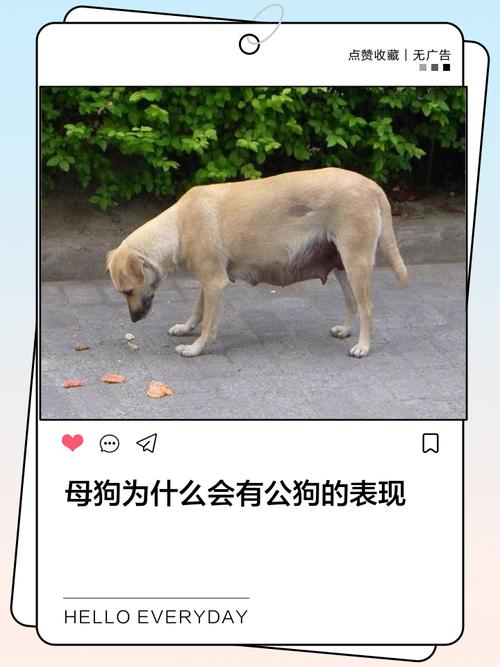 狗狗忠诚又多才,是家庭好伙伴!(小母狗愿意为主人做任何事) 狗狗忠诚又多才,是家庭好伙伴!(小母狗愿意为主人做任何事)
