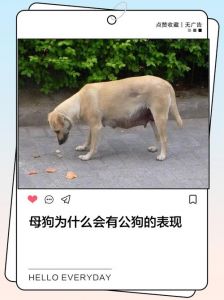 狗狗忠诚又多才，是家庭好伙伴！（小母狗愿意为主人做任何事）