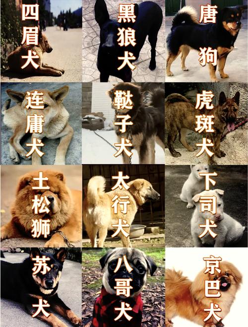 选土狗看活力健康，别只看外表！（选小土狗有哪些标准）