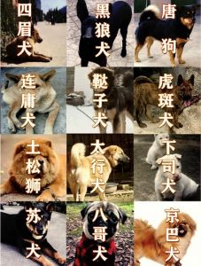 选土狗看活力健康，别只看外表！（选小土狗有哪些标准）