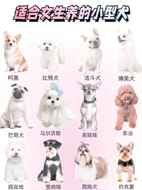体味小,陪伴好!(家养体味较小的小型狗狗排行榜) 体味小,陪伴好!(家养体味较小的小型狗狗排行榜)
