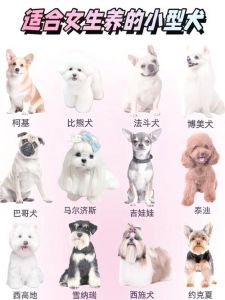 体味小，陪伴好！（家养体味较小的小型狗狗排行榜）