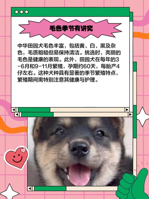 黄白脸四蹄雪土狗最珍贵,尾巴偏左聪明,一根胡须最佳(土狗如何看品相好坏) 黄白脸四蹄雪土狗最珍贵,尾巴偏左聪明,一根胡须最佳(土狗如何看品相好坏)