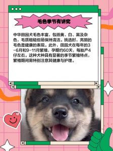 黄白脸四蹄雪土狗最珍贵，尾巴偏左聪明，一根胡须最佳（土狗如何看品相好坏）