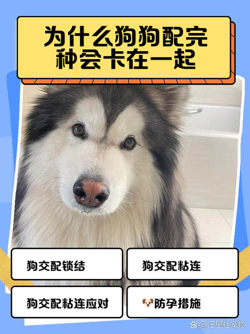 基因进化环境造就人类好伙伴(为什么狗能成为我们的朋友和家人) 基因进化环境造就人类好伙伴(为什么狗能成为我们的朋友和家人)