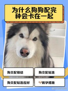 基因进化环境造就人类好伙伴（为什么狗能成为我们的朋友和家人）