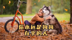 狗狗舍身护主，忠诚感动人心（狗狗与主人发生过的感人故事）