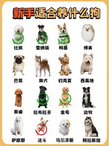 新手养狗选什么？拉布拉多柯基雪纳瑞贵宾金毛都行！（新手最适合养那种狗）