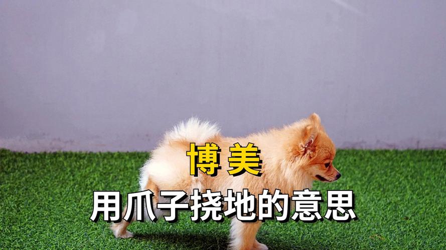 狗狗舔人表达爱意,追逐释放精力,湿鼻子灵敏嗅探(狗喜欢干什么) 狗狗舔人表达爱意,追逐释放精力,湿鼻子灵敏嗅探(狗喜欢干什么)