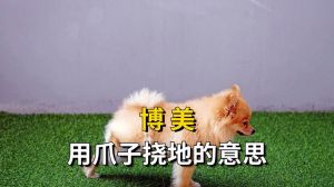 狗狗舔人表达爱意，追逐释放精力，湿鼻子灵敏嗅探（狗喜欢干什么）