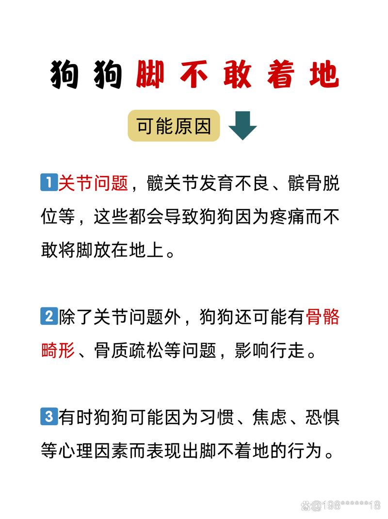 狗狗脚疼跛行？快查伤检查关节！（狗子为啥一只脚不着地）