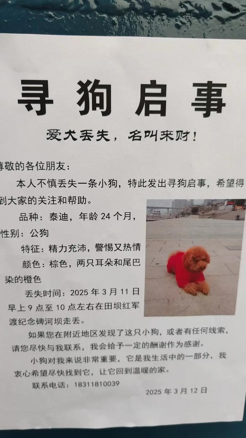 好运新开始?(做梦梦到挑选小狗挑了一只小黄狗) 好运新开始?(做梦梦到挑选小狗挑了一只小黄狗)