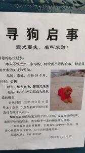 好运新开始？（做梦梦到挑选小狗挑了一只小黄狗）