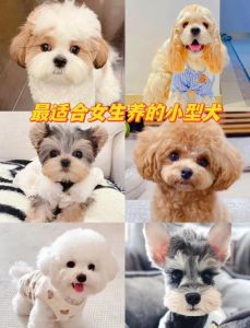 需求性格健康全检查（怎么样选好的狗狗）