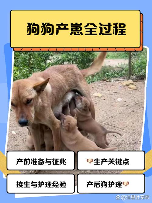 小黄狗生三只小狗一只毛色变,叫声寻求温暖(小黄狗生了三个小狗) 小黄狗生三只小狗一只毛色变,叫声寻求温暖(小黄狗生了三个小狗)
