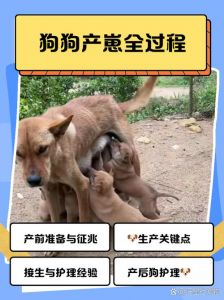 小黄狗生三只小狗一只毛色变，叫声寻求温暖（小黄狗生了三个小狗）