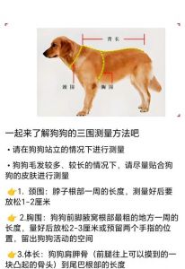 防爆冲带宽材质扣具调节适配犬种安全场景五注意（给狗狗挑选h型胸背需注意的几大参数）