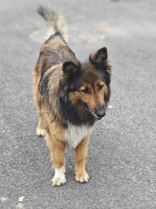 网红犬布丁险遭毒针，宠物安全引关注（温顺小狗被大佬盯上了）