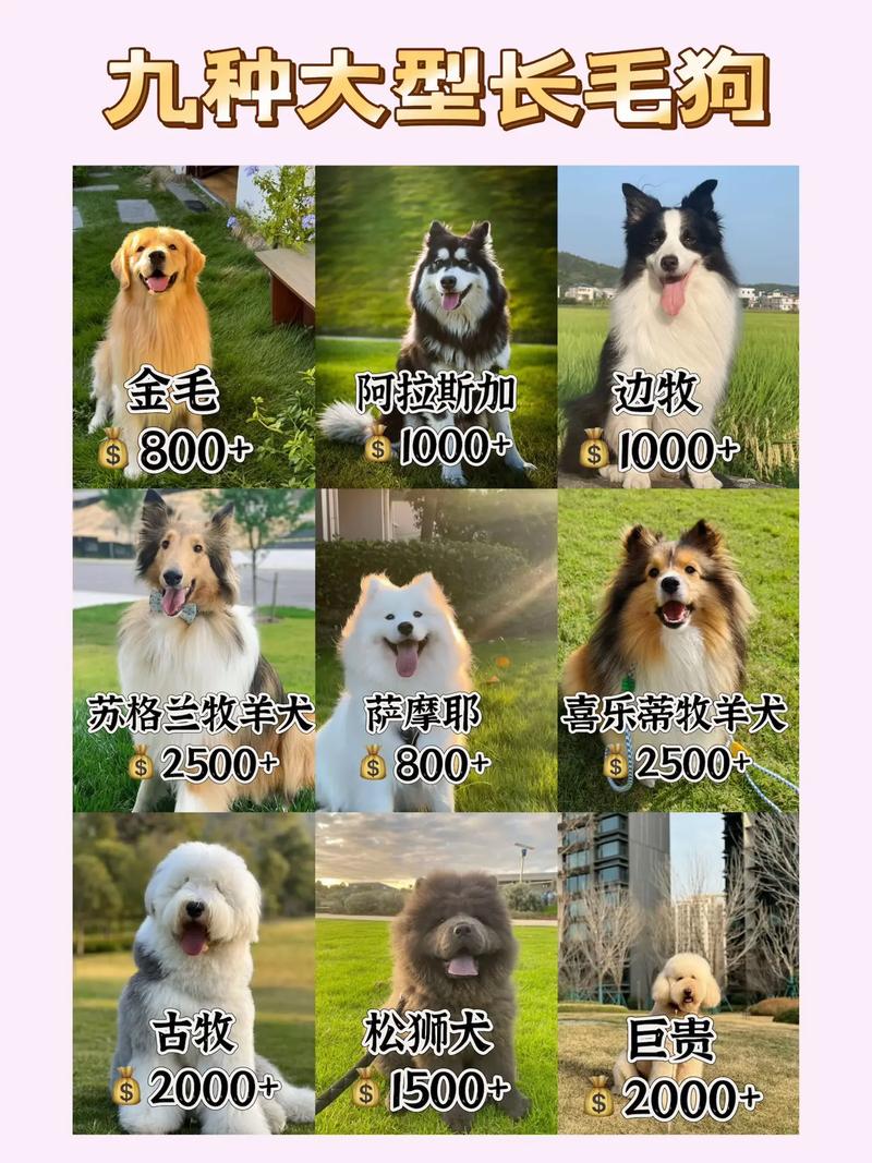 狗王长毛爆红,下司犬走红获关注(狗王长毛是什么品种) 狗王长毛爆红,下司犬走红获关注(狗王长毛是什么品种)