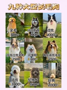 狗王长毛爆红，下司犬走红获关注（狗王长毛是什么品种）