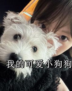 狗狗与临终关怀，感动中国（我会是一只好小狗但不是现在）