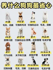 选狗狗看性格健康，幼犬细心喂养（怎么挑狗子）