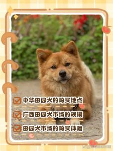 选小土狗看活泼健康，别在流动摊贩处买（小土狗怎样挑选是好狗）