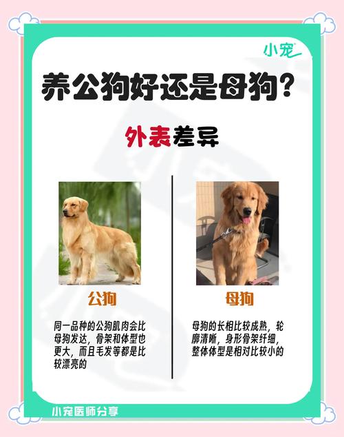狗狗靠气味样貌声音认主人,摇尾巴就知道了!(狗怎么分辨主人) 狗狗靠气味样貌声音认主人,摇尾巴就知道了!(狗怎么分辨主人)