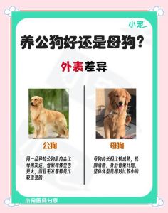 狗狗靠气味样貌声音认主人，摇尾巴就知道了！（狗怎么分辨主人）