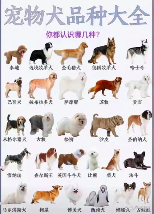 全球狗种多,选对适合你的宠物狗!(宠物狗品种大全全图) 全球狗种多,选对适合你的宠物狗!(宠物狗品种大全全图)