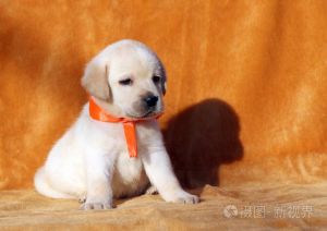 狗狗橙色绿色便便？注意观察及时就医！（狗狗拉橙色的粑粑正常吗）