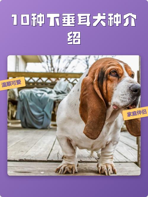 亲和力与生存的见证(垂耳朵狗狗品种图片) 亲和力与生存的见证(垂耳朵狗狗品种图片)