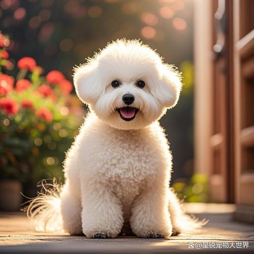 选对犬种轻松养(新手适合养的小狗) 选对犬种轻松养(新手适合养的小狗)