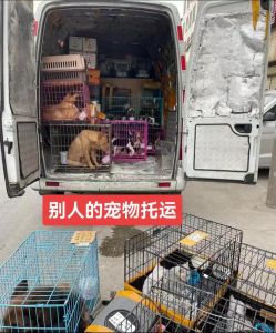 疫苗检疫航空箱与法规（运送活体狗有什么要求吗）