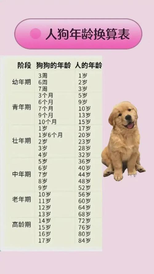 狗狗离家出走可能是临终本能(狗狗为什么选择离开主人去死) 狗狗离家出走可能是临终本能(狗狗为什么选择离开主人去死)